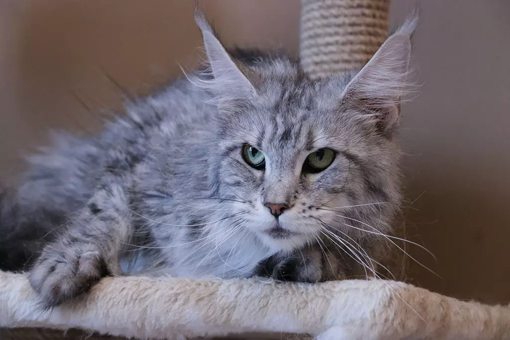 Кошка мейн - кун KARINA питомник Fridmancats