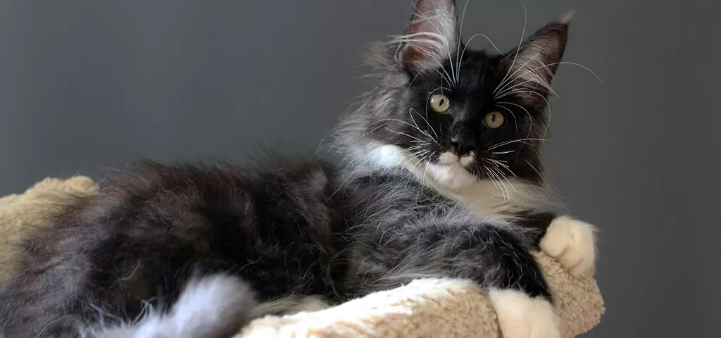 мейн кун котенок