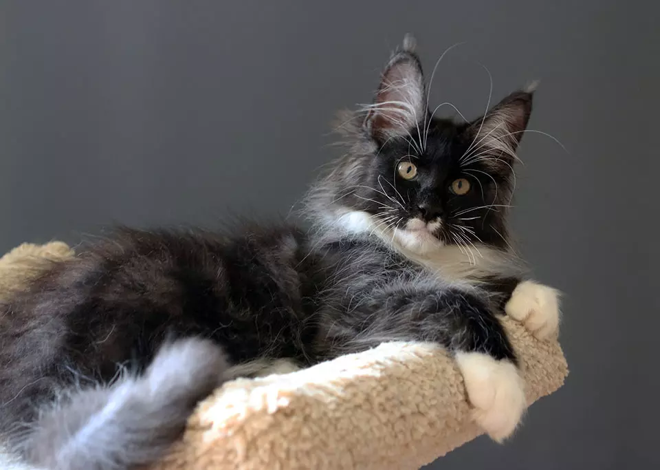 мейн кун котенок