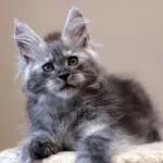 мейн кун котенок
