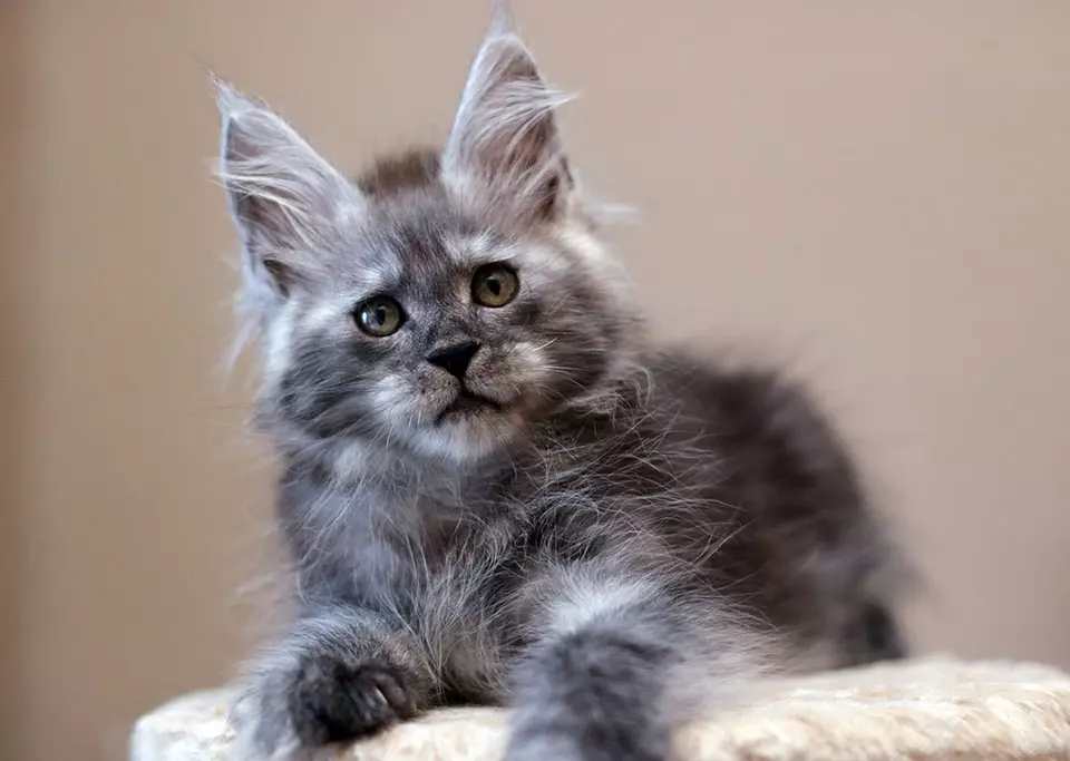 мейн кун котенок