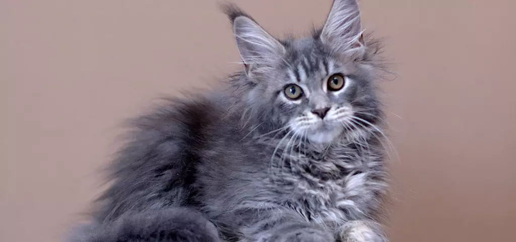 мейн кун котенок