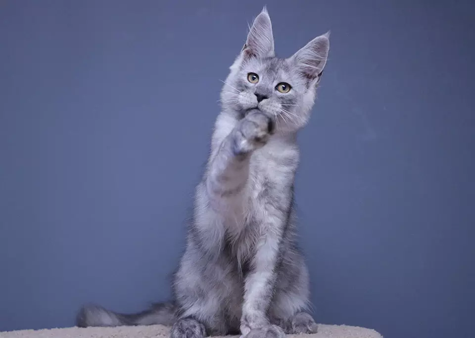 мейн кун котенок