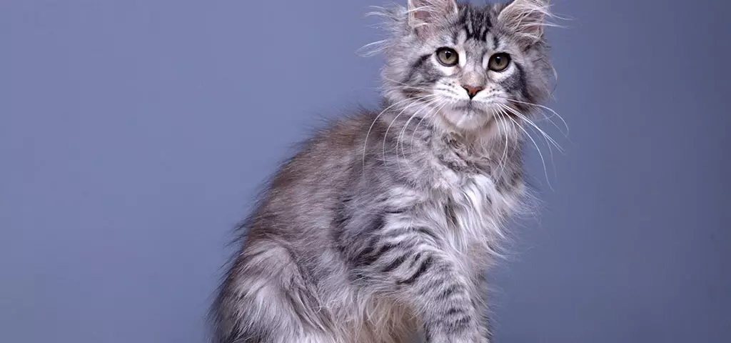 мейн кун котенок