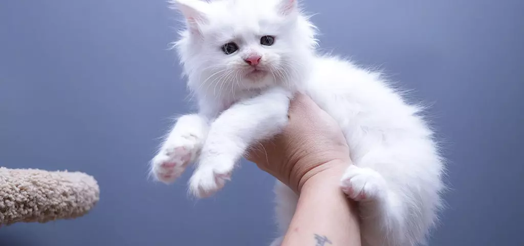 мейн кун котенок
