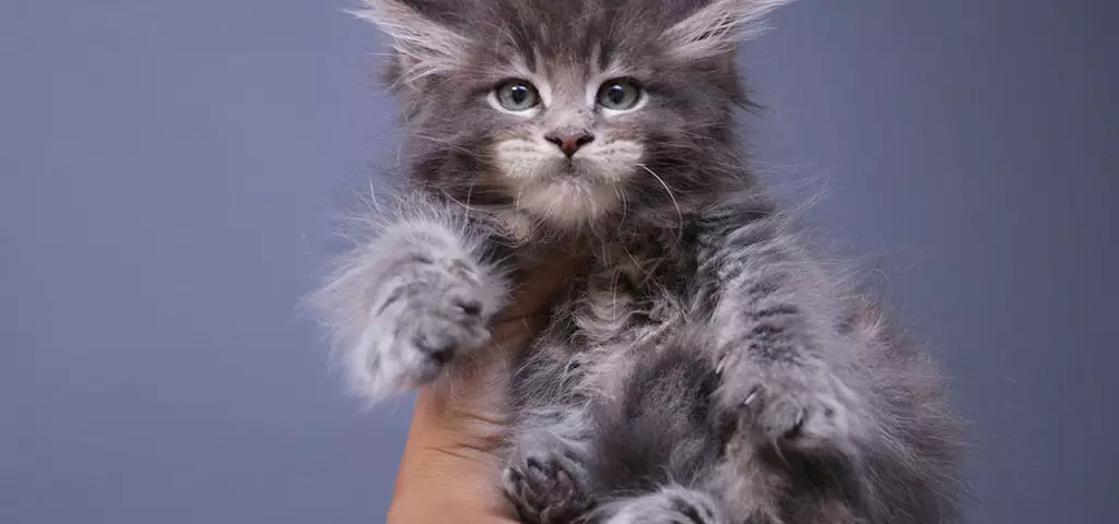 мейн кун котенок