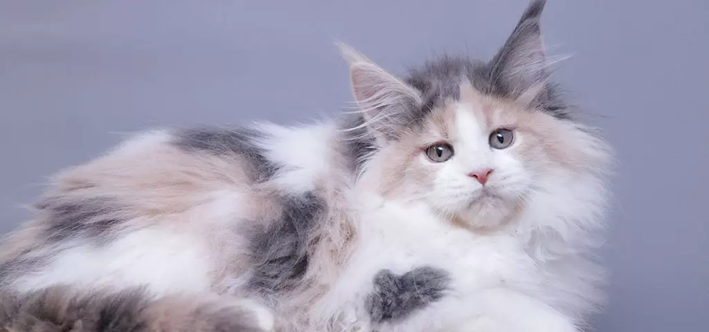 мейн кун котенок