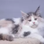 мейн кун котенок