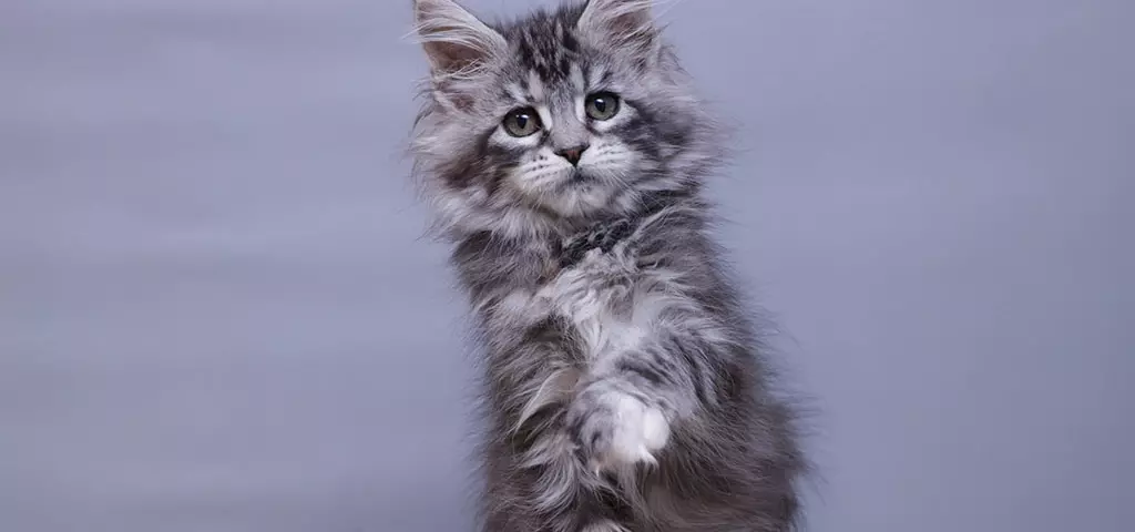 мейн кун котенок