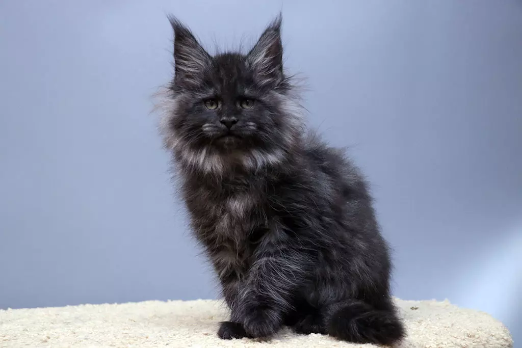 мейн кун котенок