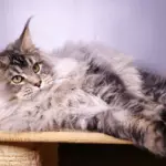 мейн кун котенок