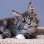 мейн кун котенок