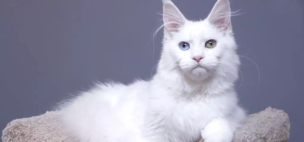 мейн кун котенок белый солид
