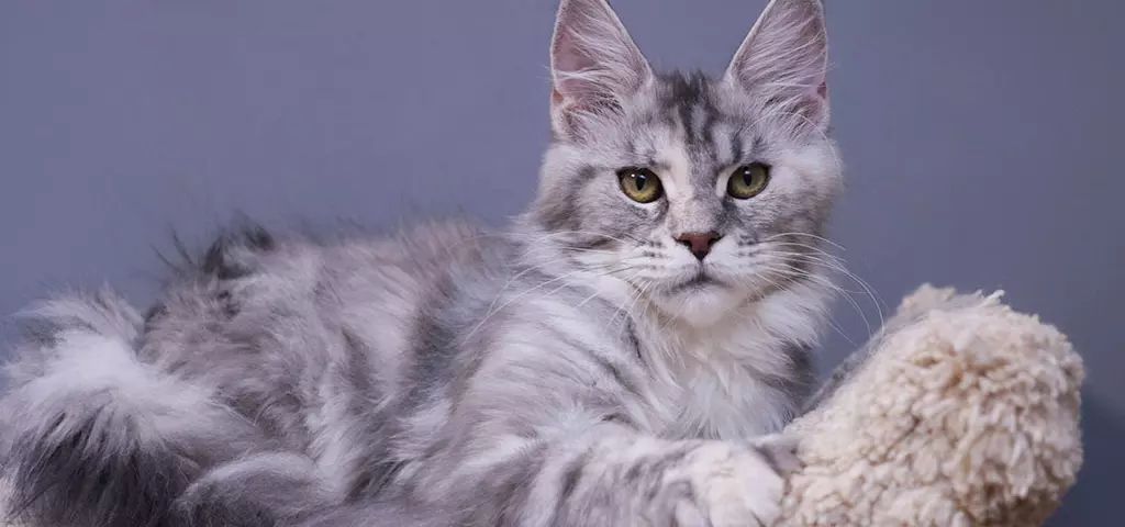 мейн кун котенок