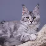 мейн кун котенок