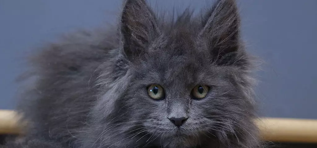 мейн кун котенок