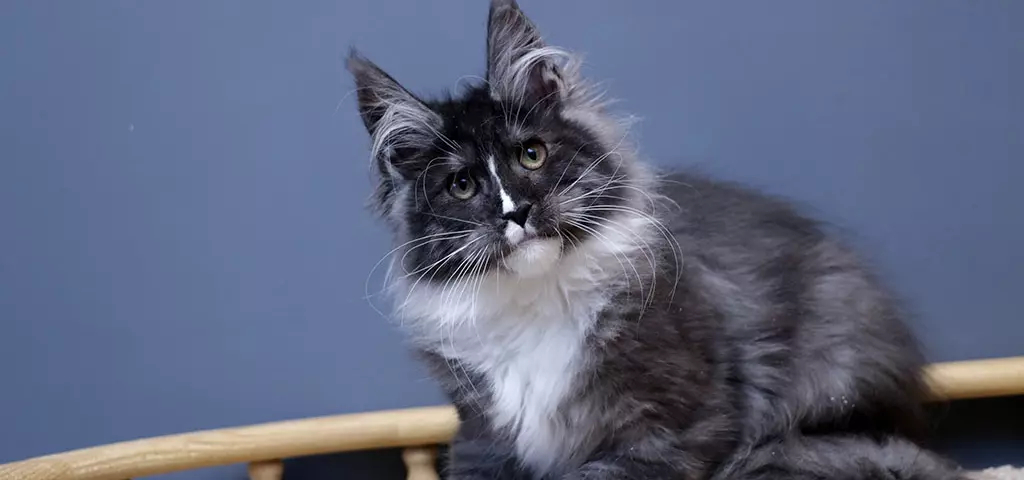 мейн кун котенок