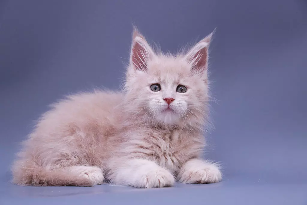 мейн кун котенок