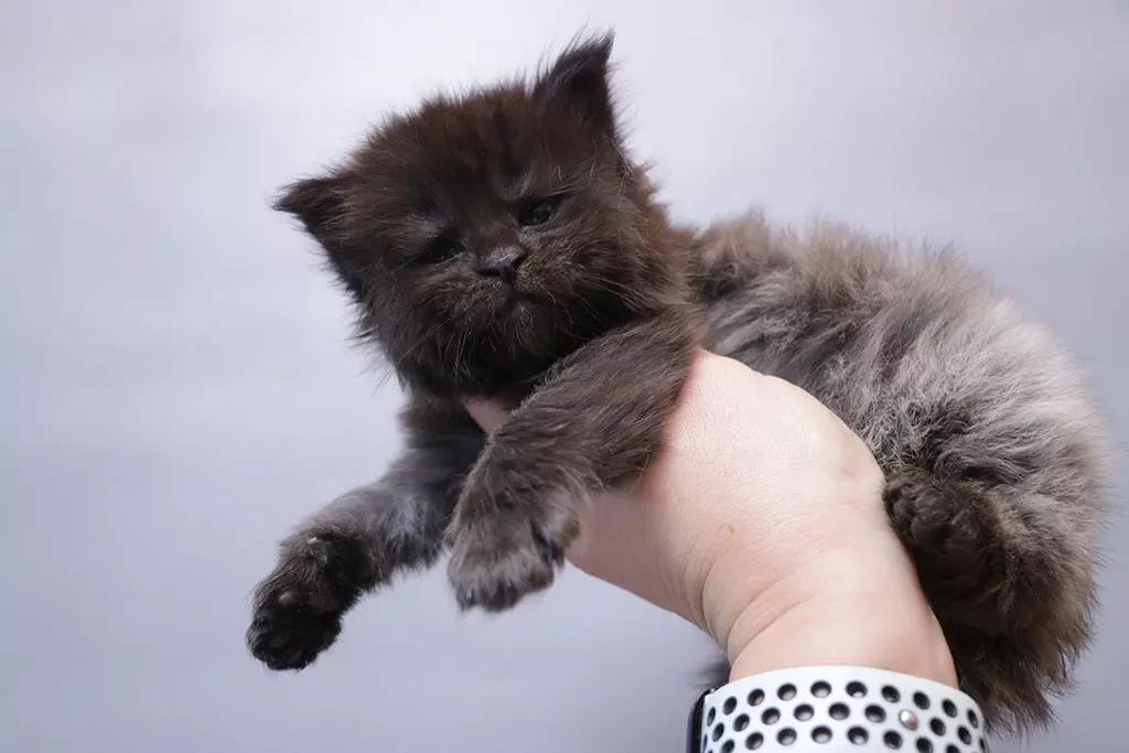 мейн кун котенок черный солид