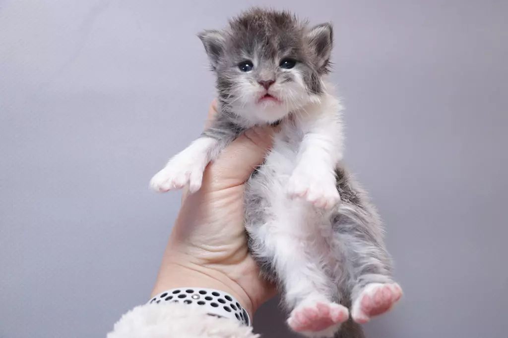мейн кун котенок полидакт