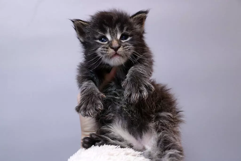 мейн кун котенок