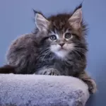 мейн кун котенок