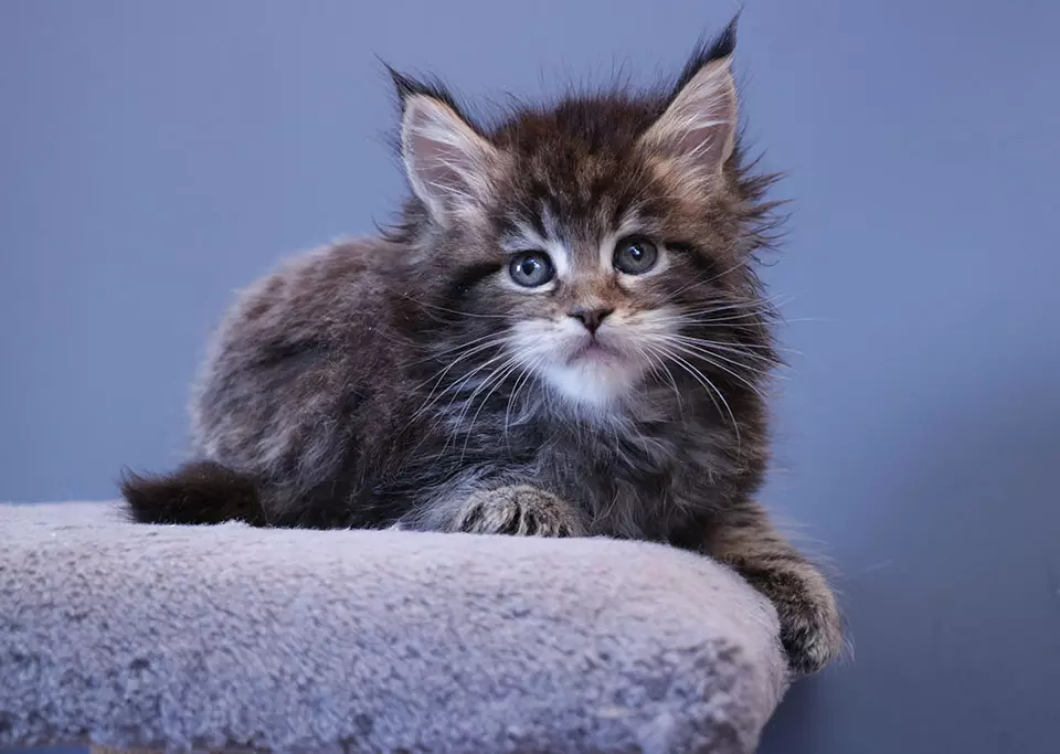 мейн кун котенок
