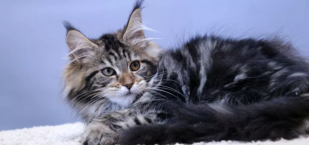 мейн кун котенок