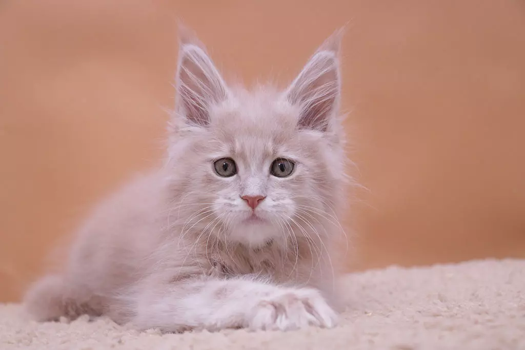 мейн кун котенок