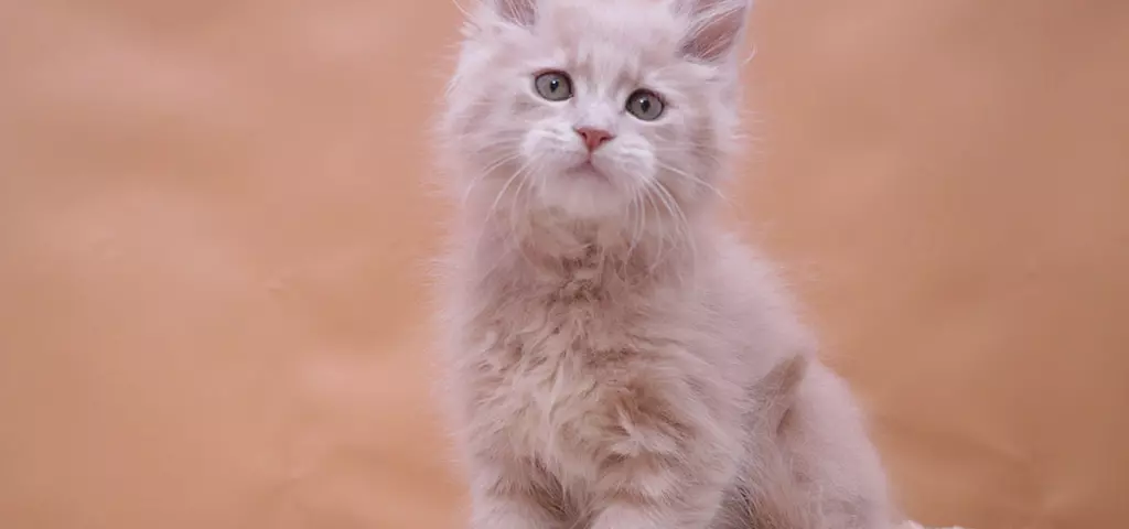мейн кун котенок