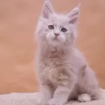 мейн кун котенок