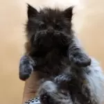 мейн кун котенок