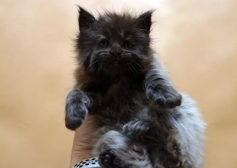 мейн кун котенок