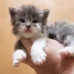мейн кун котенок