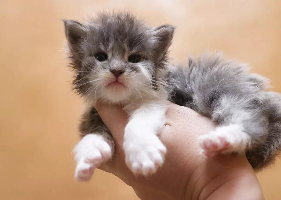 мейн кун котенок