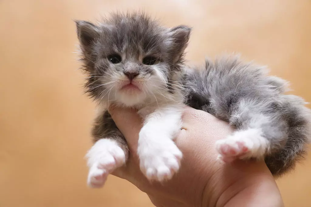 мейн кун котенок