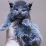 мейн кун котенок полидакт