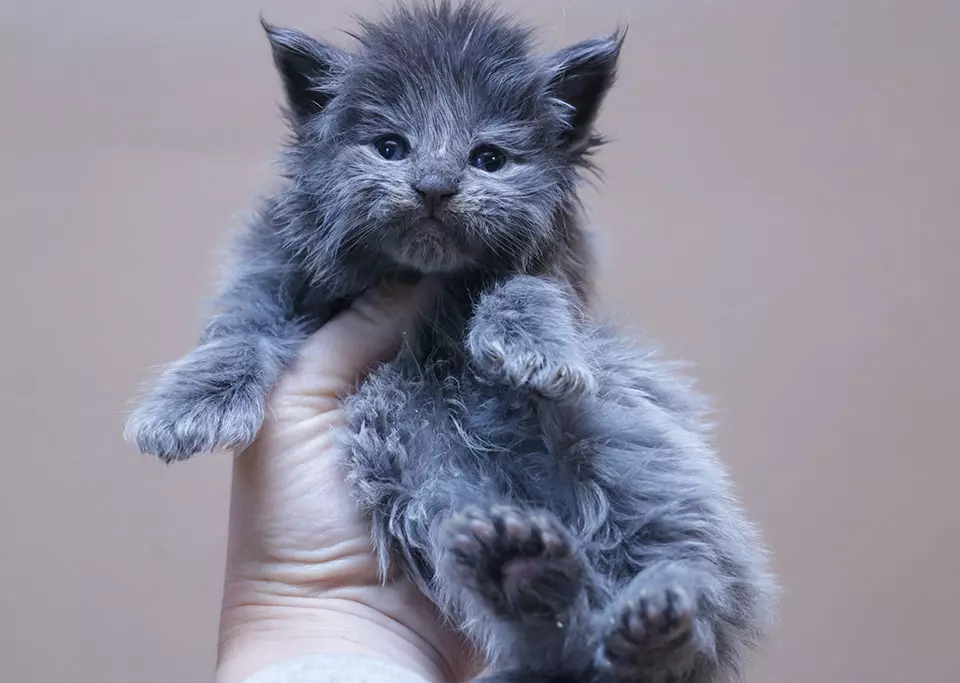 мейн кун котенок полидакт