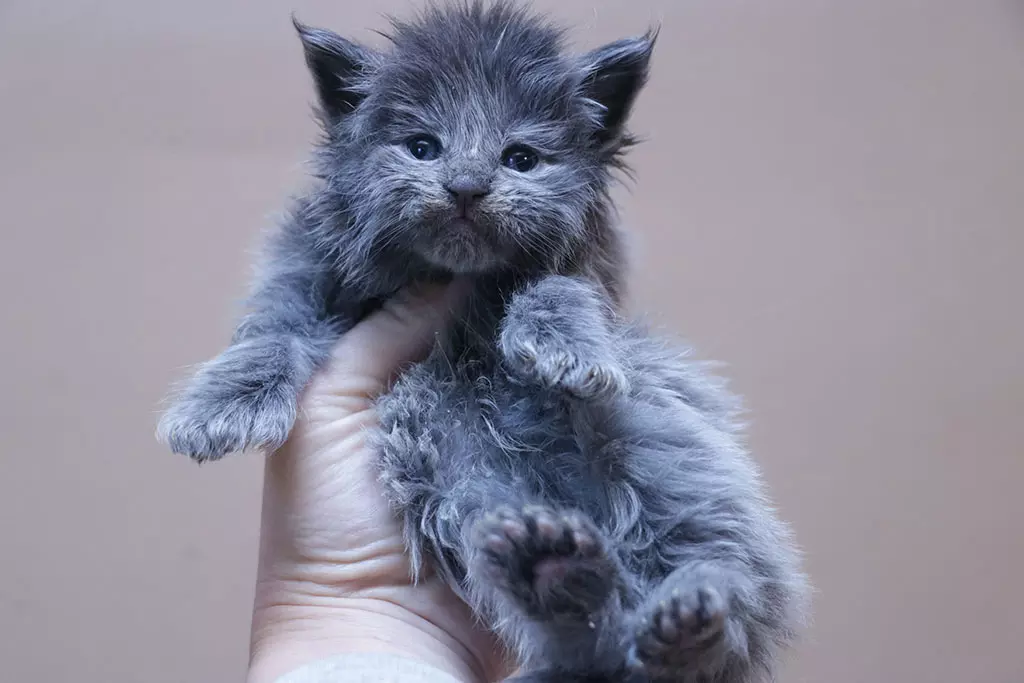 мейн кун котенок полидакт