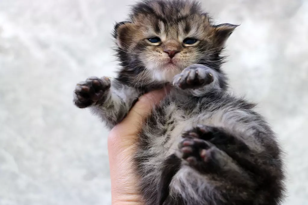 мейн кун котенок