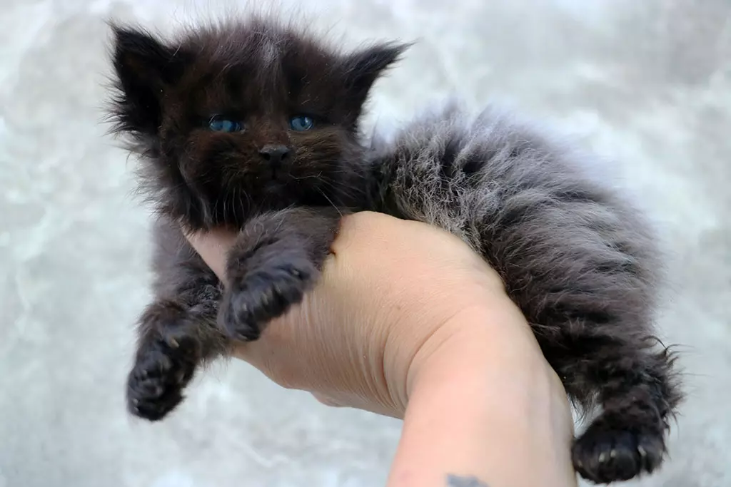 мейн кун котенок