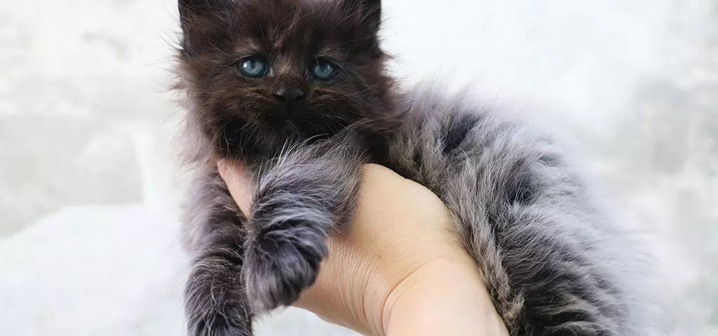 мейн кун котенок