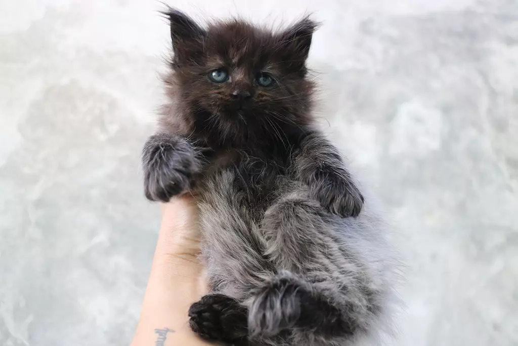мейн кун котенок