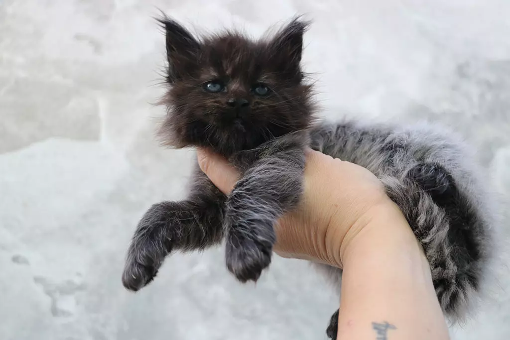 мейн кун котенок