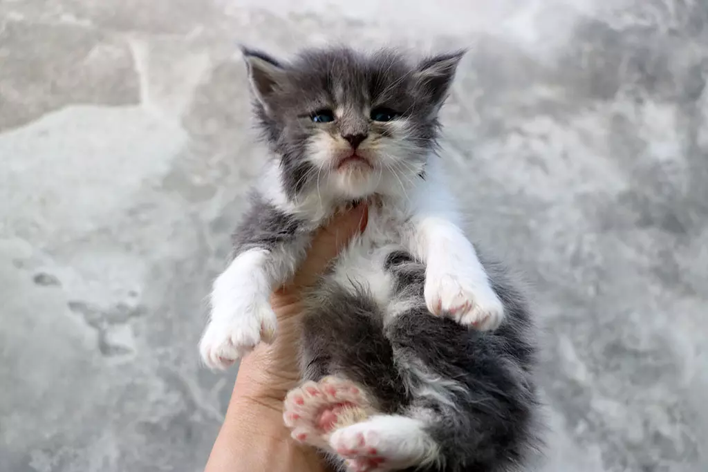 мейн кун котенок