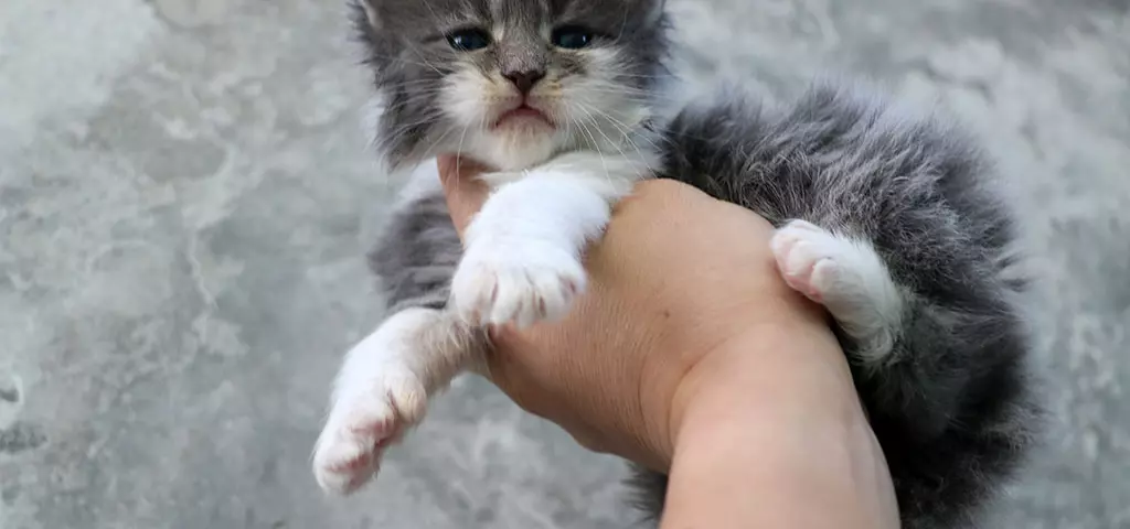 мейн кун котенок