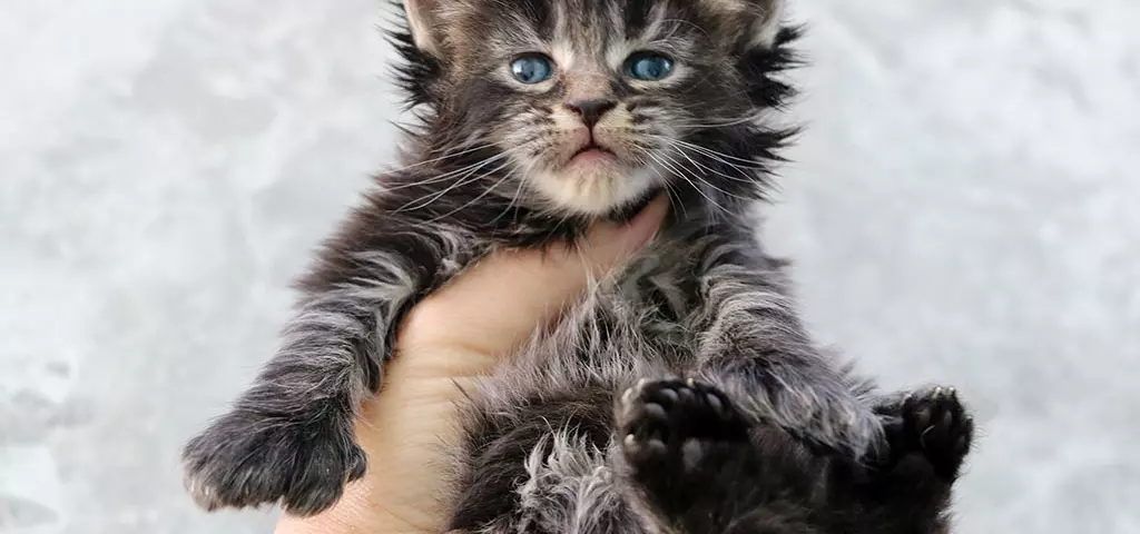 мейн кун котенок
