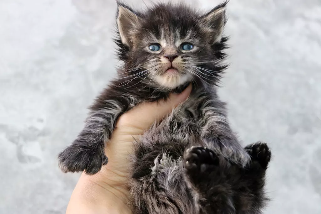 мейн кун котенок