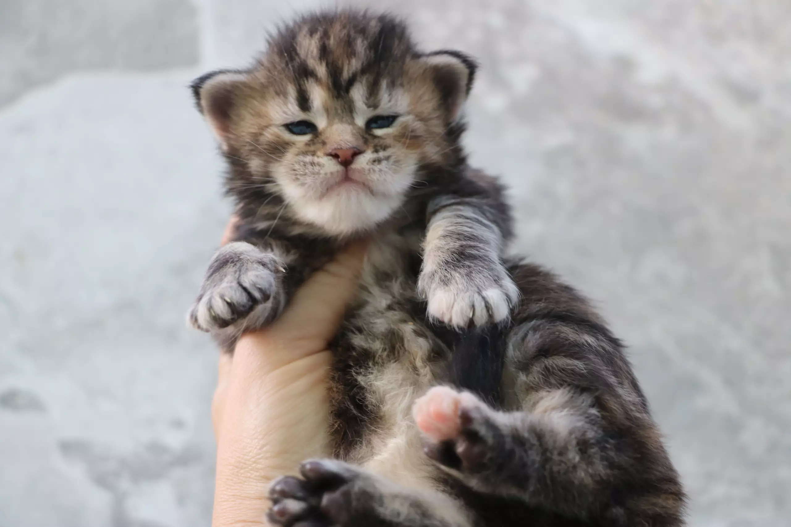 мейн кун котенок