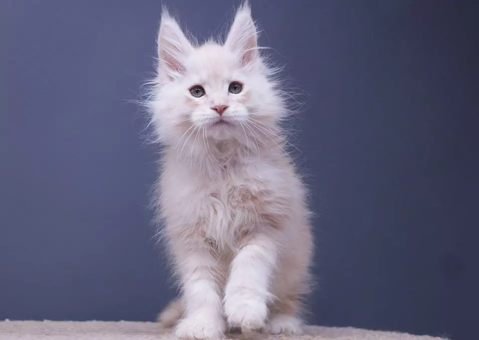 мейн кун котенок